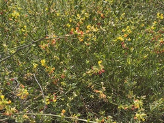 Acmispon junceus junceus