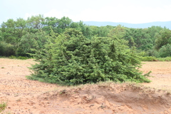Juniperus macrocarpa