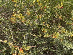 Acmispon junceus junceus