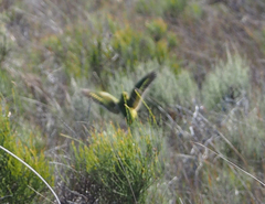 Pezoporus wallicus wallicus