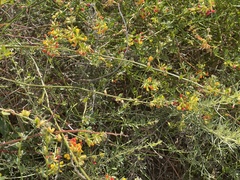 Acmispon junceus junceus