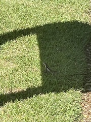 Leiocephalus psammodromus