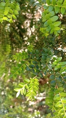 Metrosideros stipularis