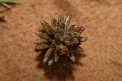 Pistorinia breviflora image