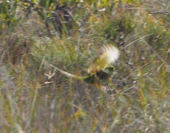 Pezoporus wallicus wallicus