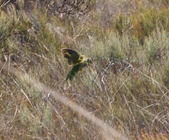 Pezoporus wallicus wallicus