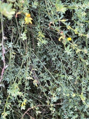 Acmispon junceus junceus