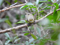 Vireo crassirostris