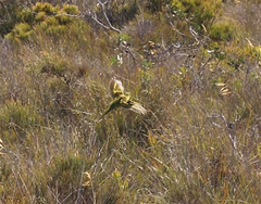 Pezoporus wallicus wallicus