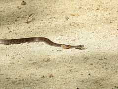 Cubophis caymanus