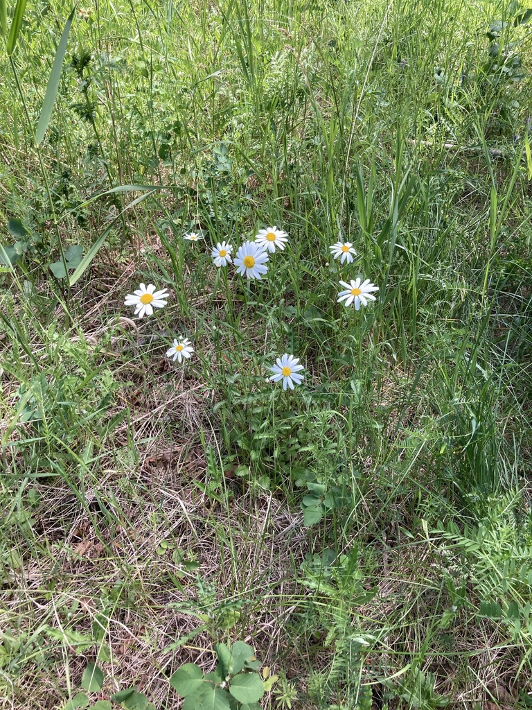 oxeye daisy from Southeast Calgary, Calgary, AB, Canada on July 07
