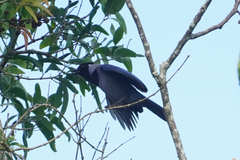 Cyanocorax violaceus