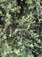 Acmispon junceus junceus