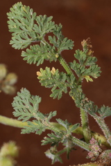 Daucus pumilus