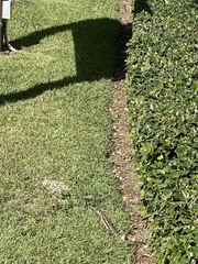 Leiocephalus psammodromus