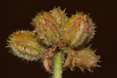 Daucus pumilus