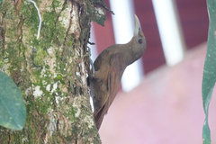 Dendrexetastes rufigula