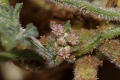 Daucus pumilus