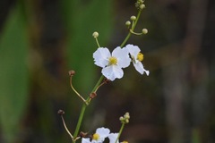 Sagittaria