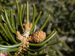 Pinus quadrifolia