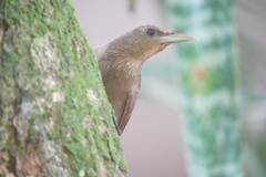 Dendrexetastes rufigula