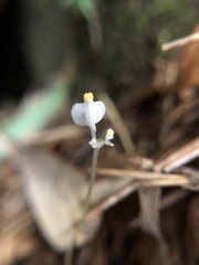 Burmannia nepalensis
