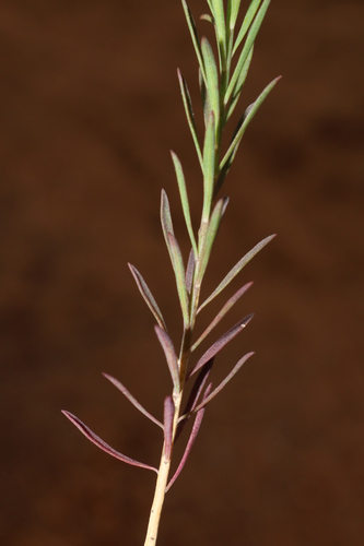 Linum maritimum image