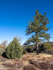 Pinus quadrifolia