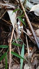 Burmannia nepalensis