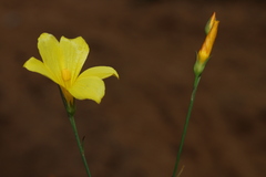 Linum maritimum image