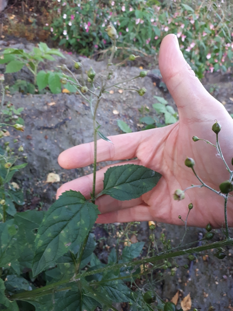 Peronospora sordida