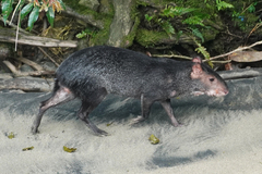 Dasyprocta fuliginosa