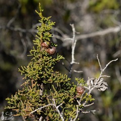 Cupressus pygmaea