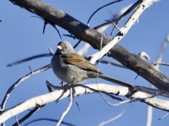 Spizella atrogularis