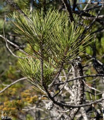 Pinus muricata