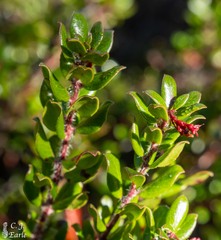 Arctostaphylos nummularia