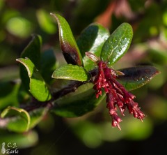 Arctostaphylos nummularia