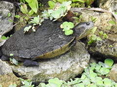 Trachemys decussata