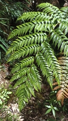 Lophosoria quadripinnata