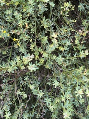 Acmispon junceus junceus