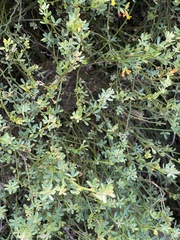 Acmispon junceus junceus