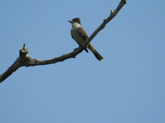 Tyrannus caudifasciatus