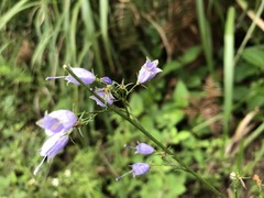 Adenophora triphylla