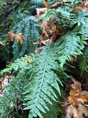 Polypodium californicum