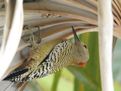 Melanerpes superciliaris