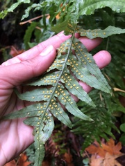 Polypodium californicum