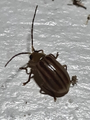 Coleoptera