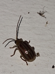 Coleoptera