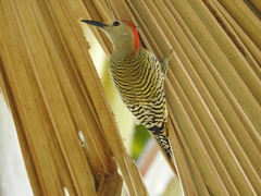 Melanerpes superciliaris