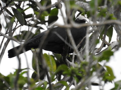 Patagioenas leucocephala
